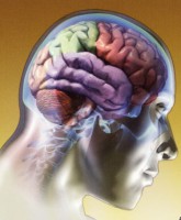 /album/portefolio-de-psicologia-/cerebro-jpg1/